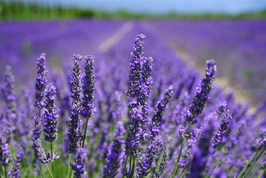 Fragrance of the Month: Lavender – A Timeless Aroma for Wellness - Opal & Flame